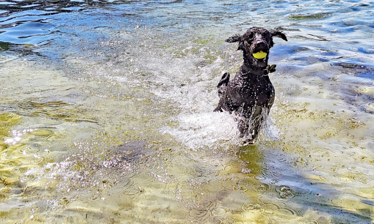 Wooly in the water - Cyanobacteria Pollution