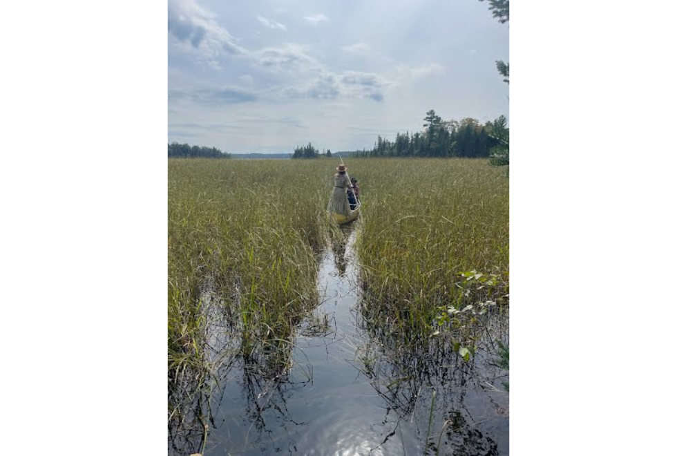 The author and her daughter harvesting manoomin (wild rice)