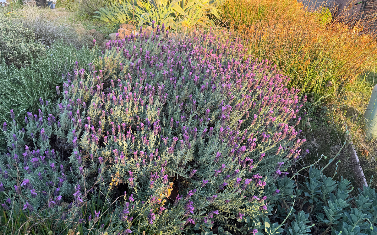 Wild Flowers