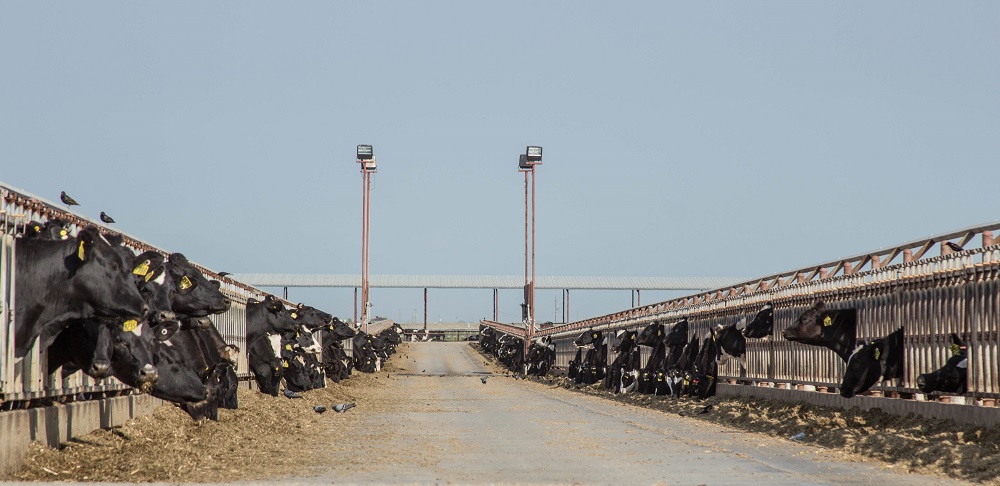 Cows on a feedlot