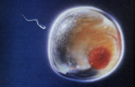 Sperm photo - attributed to ScienceGenetics: https://commons.wikimedia.org/wiki/File:06fertilizado.jpg