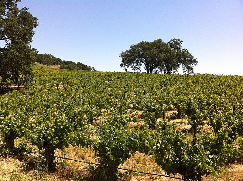 vineyard in Paso Robles