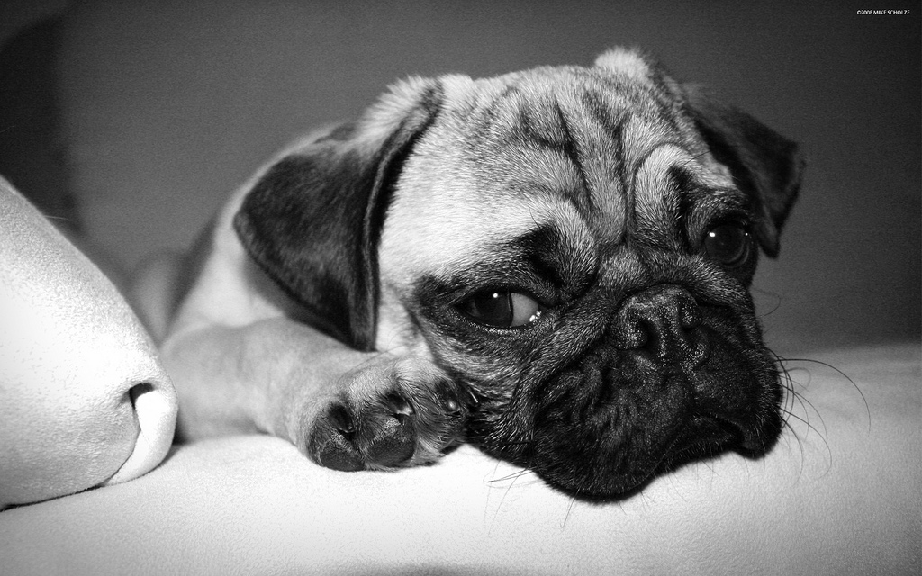 Sad puppy / flickr 53911972@N03 cc