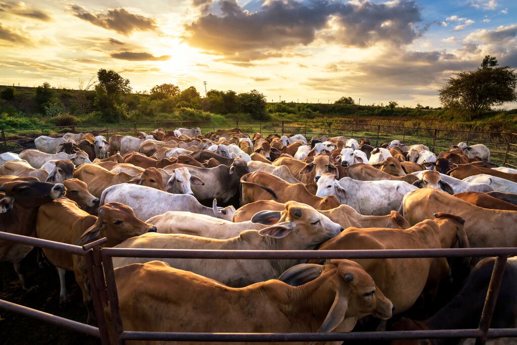 Cows in a crowded outdoor pen at sunset