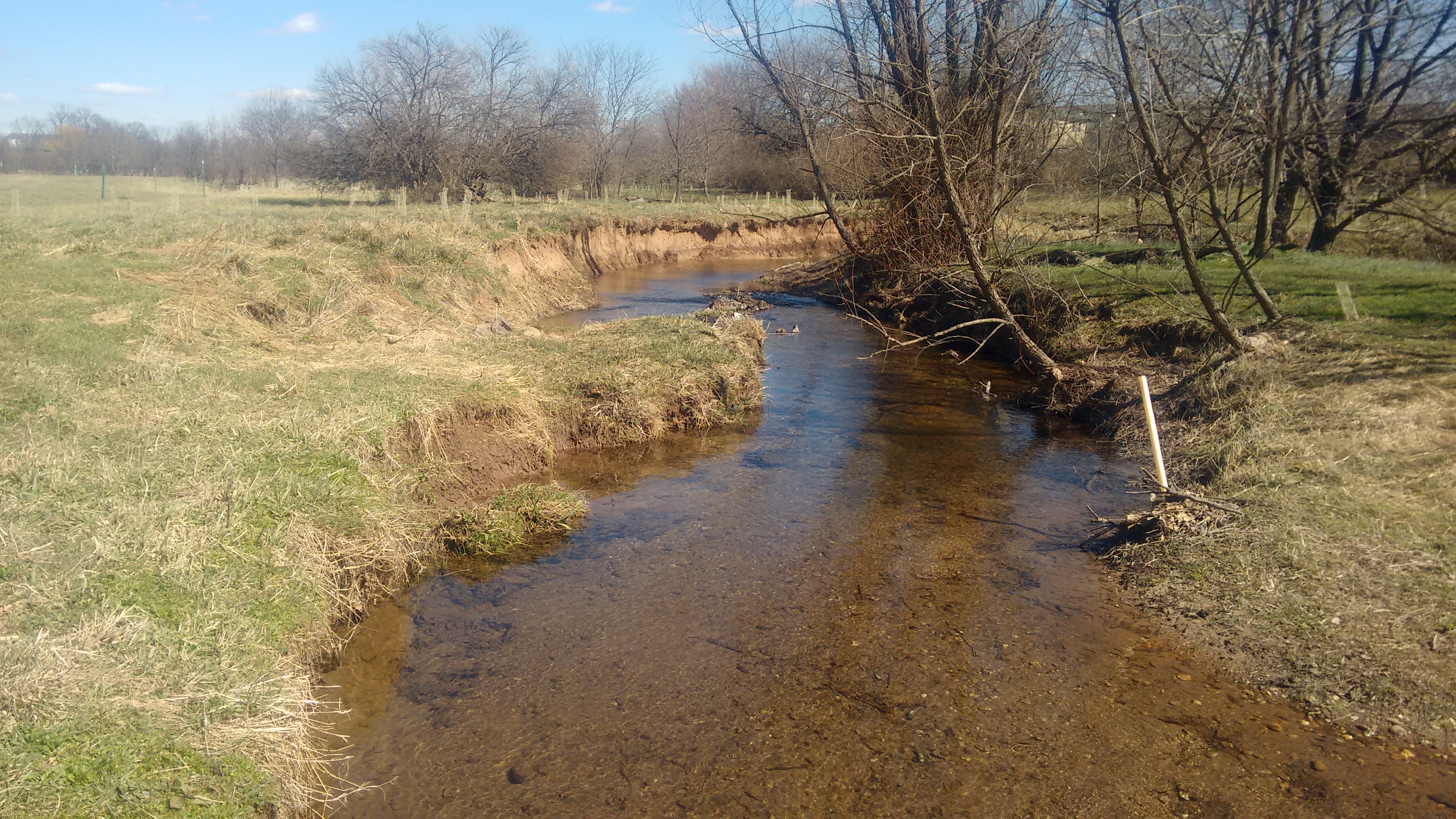A picture of Little Tuscarora Creek in Frederick County. The banks are slightly eroded.  Several mature trees are leaning over toward the water on the left, while newly-planted trees are on the right.