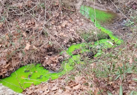 A stream flows green through a wooded area, indicating a leak during a dye test.