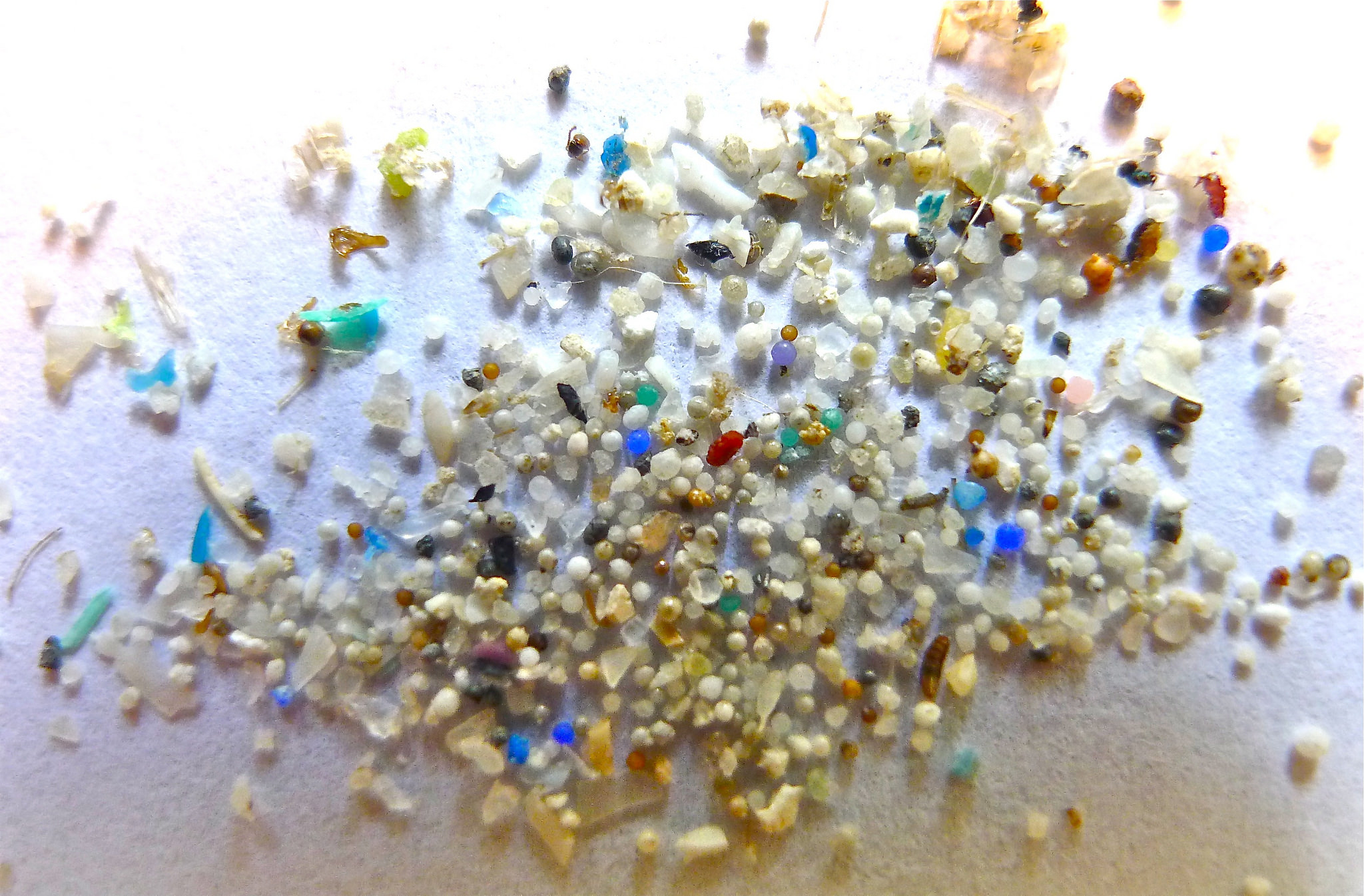 Microplastics_Rhode Island. Photo Credit Oregon State University