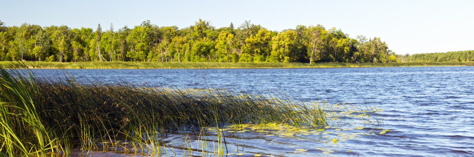 Summer lake in Minnesota