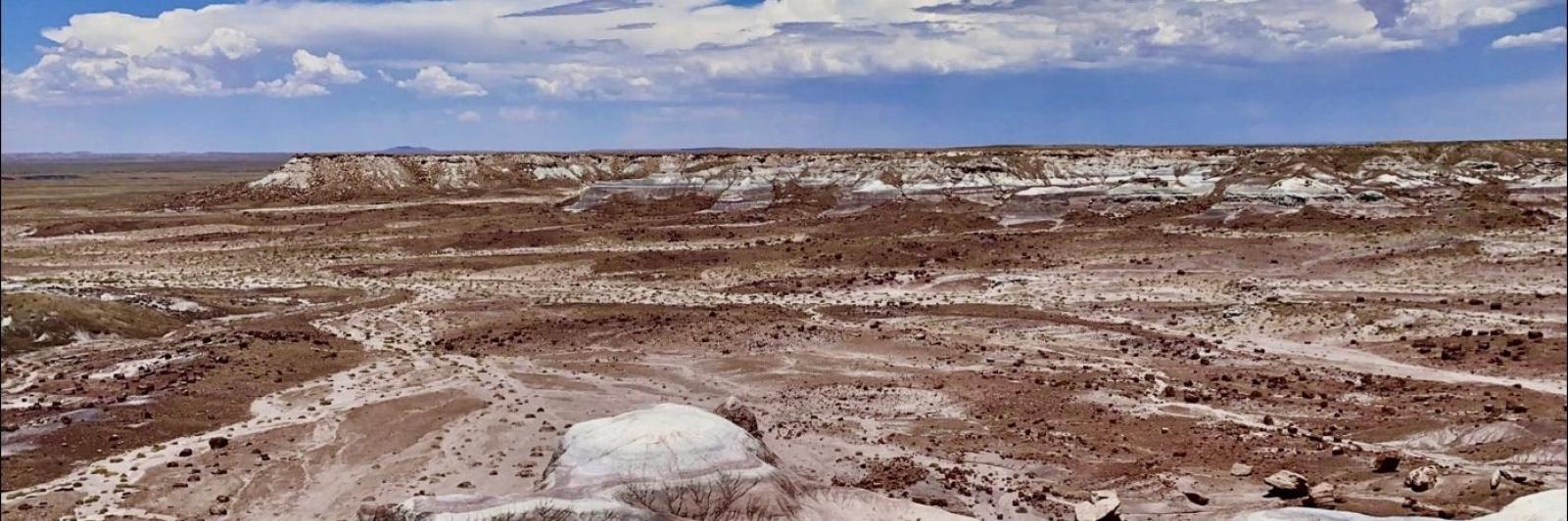 Petrified Forest - Canva Image