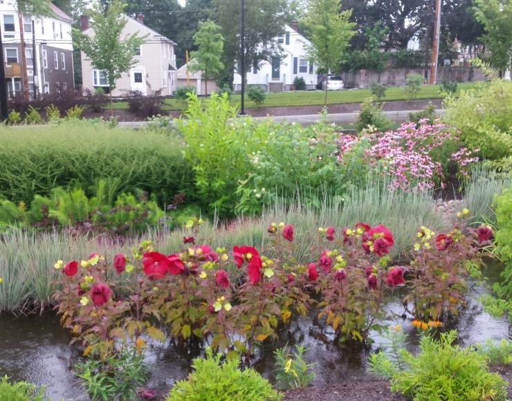 Bioswales like this help control storm water bring the beauty of nature to Providence College’s urban campus. Photo By Dave Everett