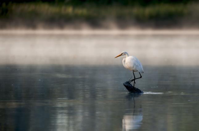 Heron on James River. Photo credit: dmvphotos / Shutterstock