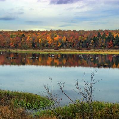 Wetland, Tobyhanna State Park PA