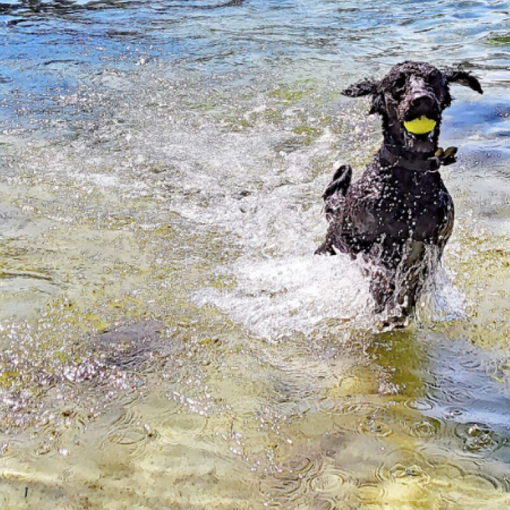 Wooly in the water - Cyanobacteria Pollution