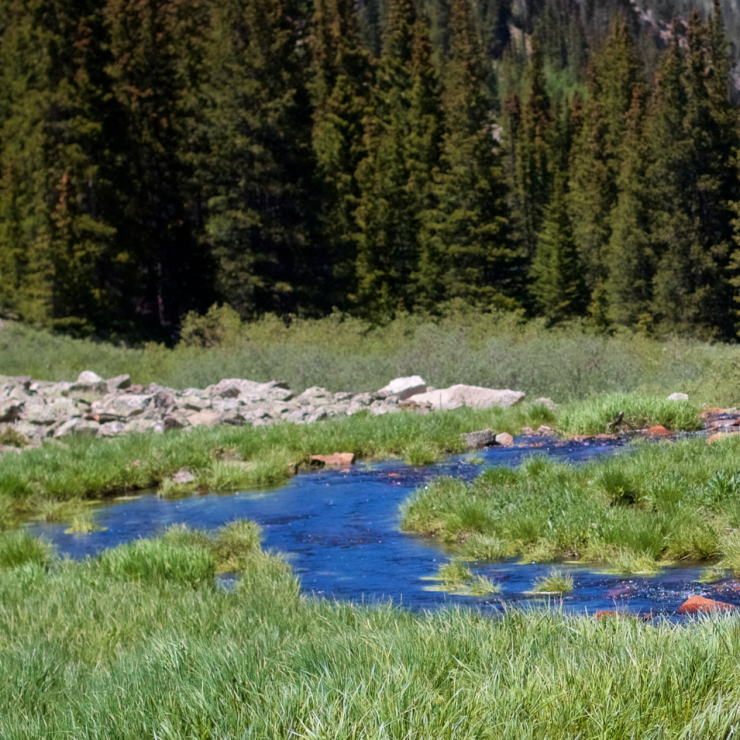Small river running through pine trees