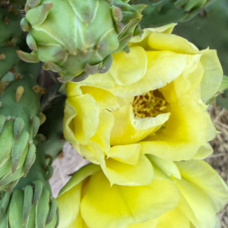 Prickly Pear flower 