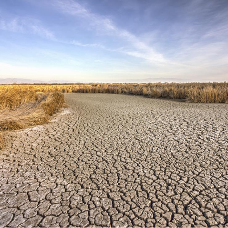 Drought, parched field