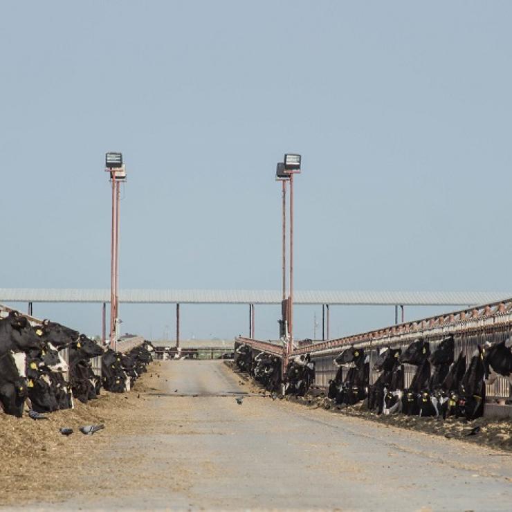 Cows on a feedlot