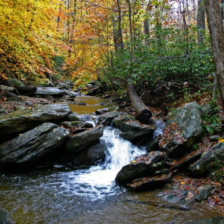 Stream in a forest during fall