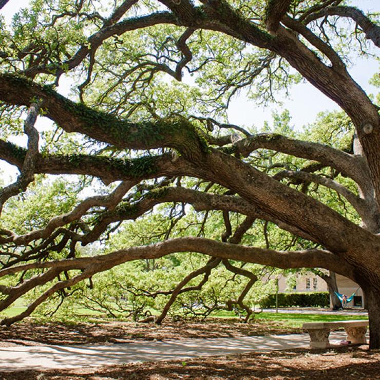 Take action to protect trees / photo: Century Tree at Texas A&amp;M, flickr.com/derekbruff (CC BY-NC 2.0)