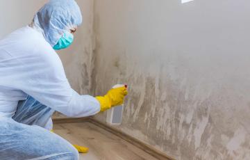Image of indoor mold and someone cleaning it with a mask and gloves on.