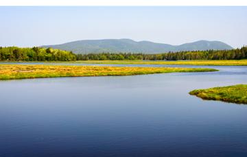 Wetlands