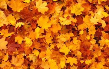 Red and yellow maple leaves covering the entire surface