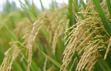 A field of wild rice