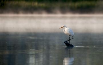 Heron on James River. Photo credit: dmvphotos / Shutterstock