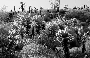 cacti in Anza Borrego Desert State Park