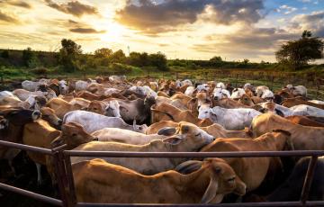 Cows in a crowded outdoor pen at sunset