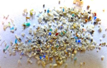 Image of microplastics. Photo Credit Oregon State University