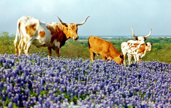 Texas Bluebells