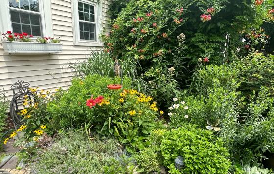 Image of Clean Water Action RI Director Jed Thorp's Garden