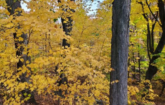 Image of fall leaves in a forest. Photo by Kerry Doyle.