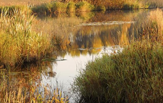 Wetlands