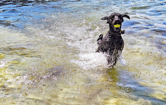 Wooly in the water - Cyanobacteria Pollution