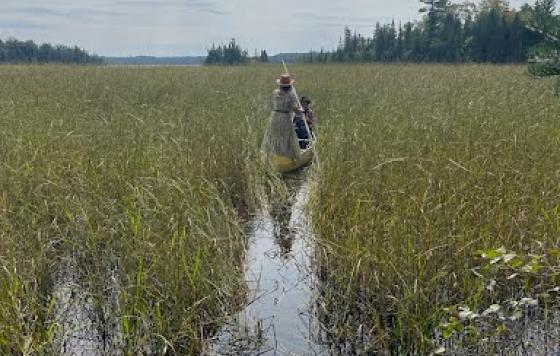 The author and her daughter in a canoe harvesting manoomin (wild rice)