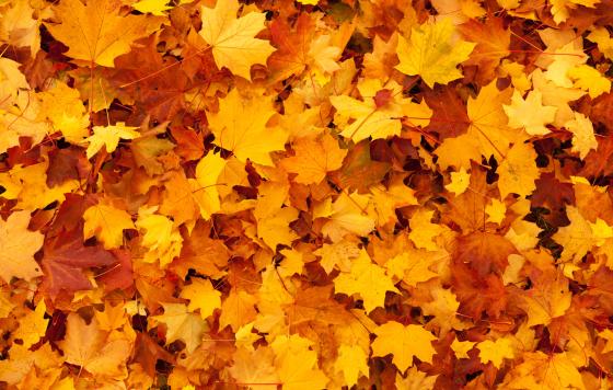 Red and yellow maple leaves covering the entire surface