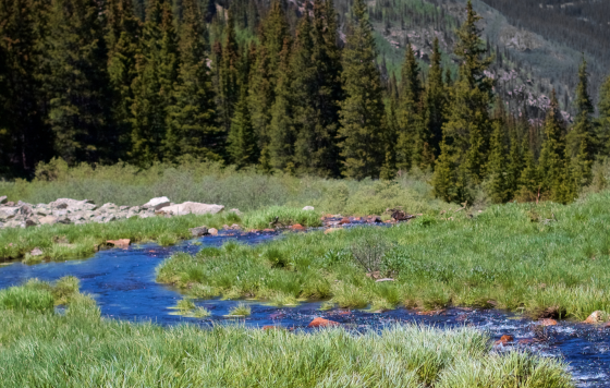 Small river running through pine trees