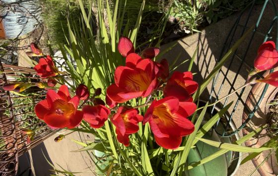 Birthday Freesia