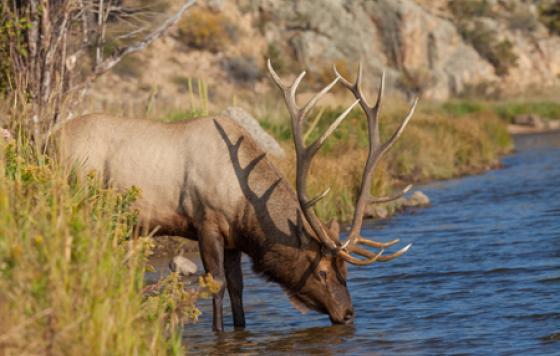 Elk drinking water. Credit - Tom Tietz / Shutterstock