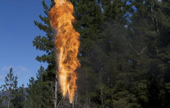 Gas flare near trees. Photo credit: Lakeview Images / Shutterstock