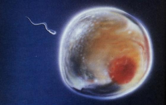 Sperm photo - attributed to ScienceGenetics: https://commons.wikimedia.org/wiki/File:06fertilizado.jpg