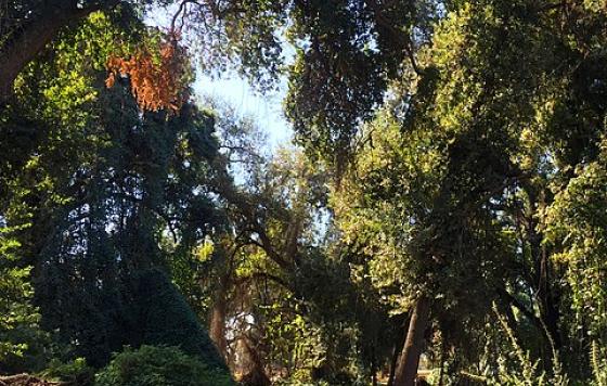 trees in Kaweah Oaks Preserve