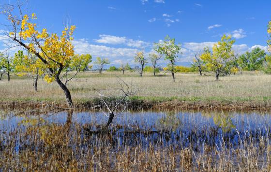 March at Cherry Creek State Park - Credit: Sharon / Creative Commons