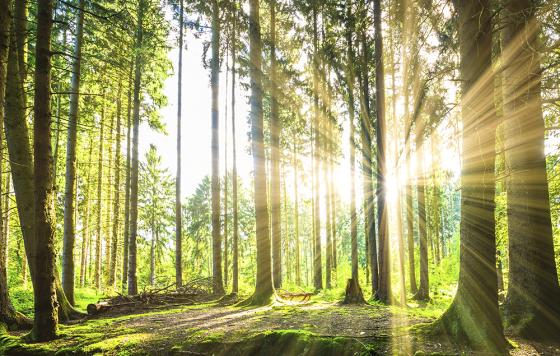 Forest with sunshine, photo: istock