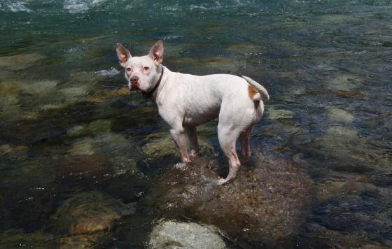 a dog in a river / photo: flickr.com/isthmene CC