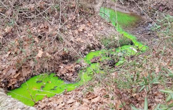 A dye test is used to track the water coming off a septic system. Important information can be determined by a dye test - like how quickly wastewater is flowing through a system or which system is flowing here.