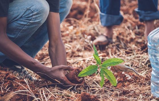 a person planting a young tree sapling