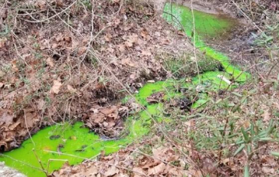 A stream flows green through a wooded area, indicating a leak during a dye test.